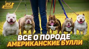 Обзор породы Американские булли: вся правда о породе, плюсы и минусы.
