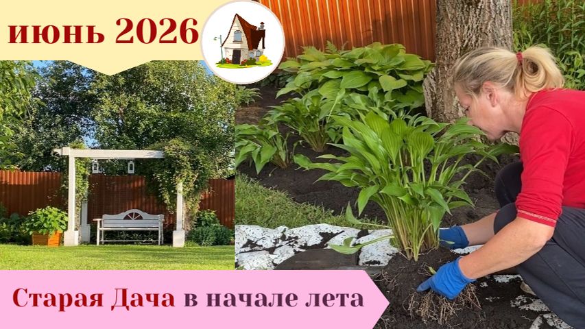 Хоста. Пересадка летом. Архив 15 июня   2026.