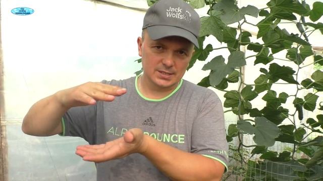 Забудьте про паутинного клеща и тлю на огурцах, вот чем обрабатываем.