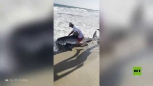طولها حوالي 3 أمتار.. صياد يصطاد سمكة قرش بيضاء.. ماذا فعل بها؟