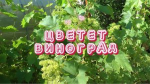 Цветет виноград (4К)