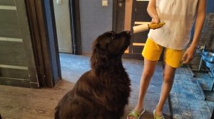 Гуляю с собаками/Съездили в бассейн/Ежедневный влог
