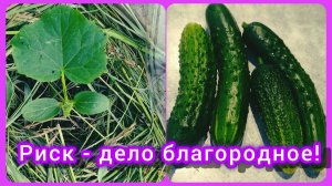 Огурцы. Безболезненная пересадка. Пожалела и не выдрала🤷