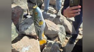 Нашествие смертельно ядовитой рыбы фугу зафиксировано на Дальнем Востоке.