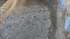 Зарыбление осетром нижнего водоёма 100 кг. Клёвое место, Лосиный остров.