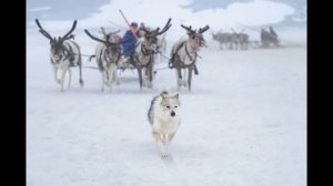 Супер песня. Там, где тундра поёт.