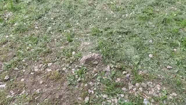 VID_20260531_175159315