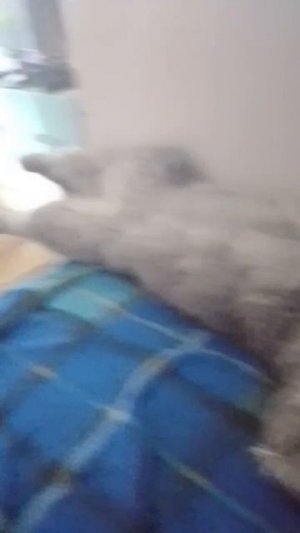 типичный кот...