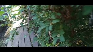 ОГОРОДНЫЕ ДЕЛА ДО ОСЕНИ🌰🥔 КРАСИМ🧹 ПОКУПОЧКИ🛍