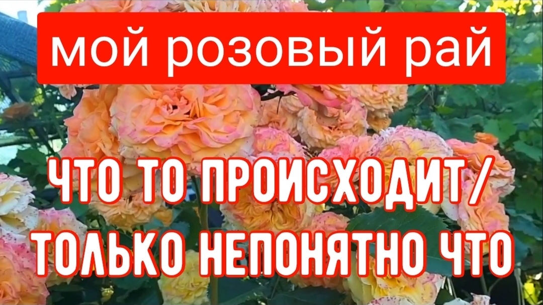 281🏡Доработалась/Осталась без инструмента/Мой розовый рай смотреть онлайн