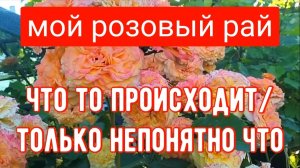 281🏡Доработалась/Осталась без инструмента/Мой розовый рай