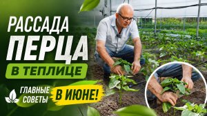 ПЕРЕЦ сладкий в ТЕПЛИЦЕ. Главные советы по уходу в ИЮНЕ!