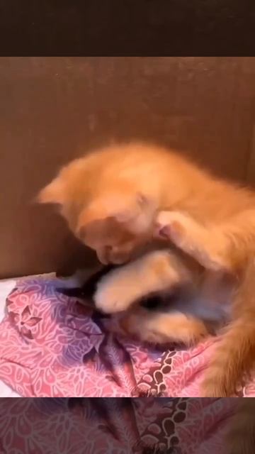Внезапная дружба котёнка и воробья 😍