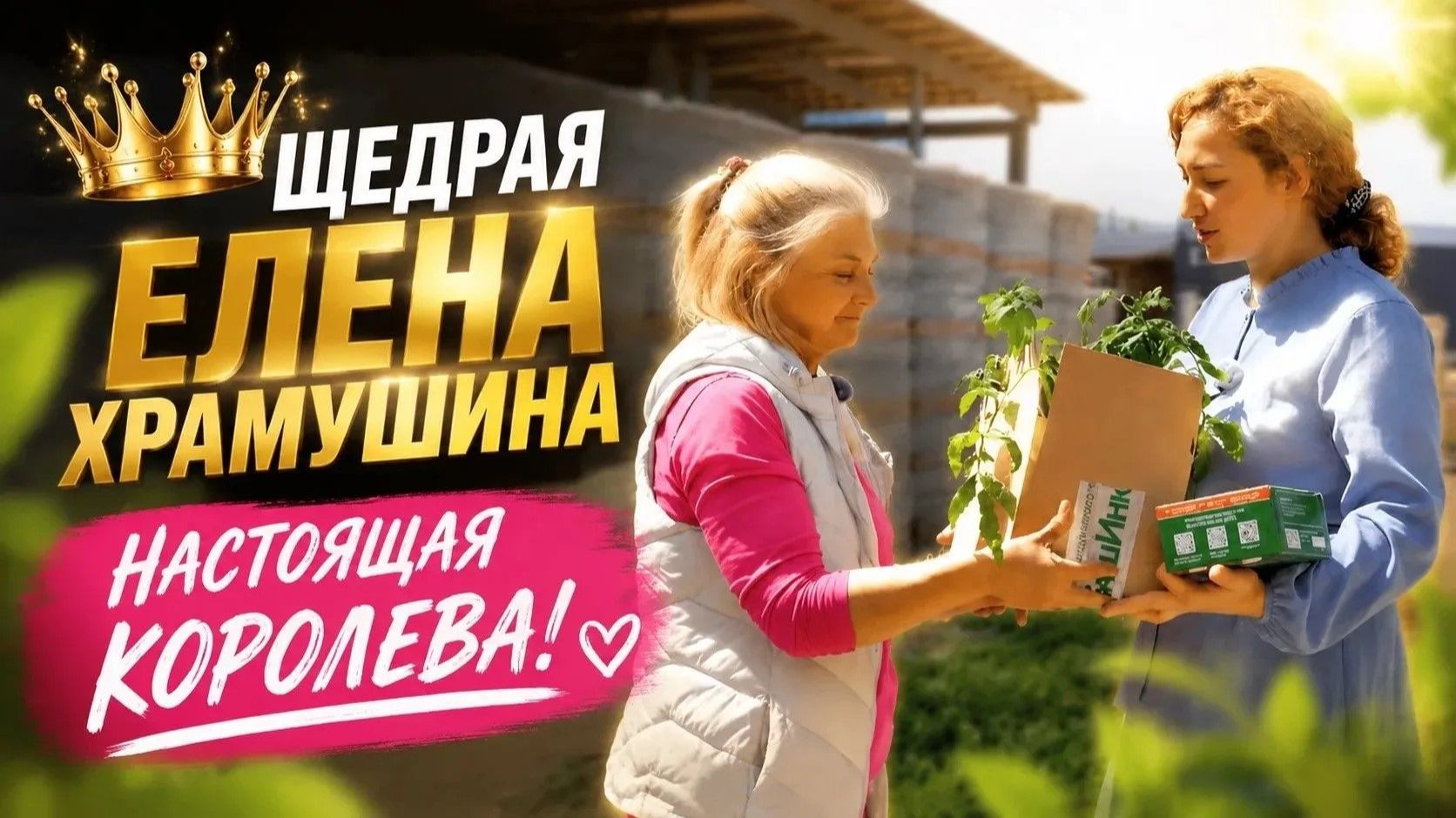Рассада томатов, выращенная специально для вас! Елена Храмушина – учителям. смотреть онлайн