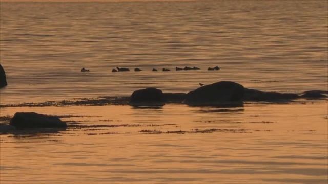 Рассвет на Белом море. смотреть онлайн