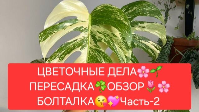 ЦВЕТОЧНЫЕ ДЕЛА.🌸🍀 ОБЗОР. 💖🌷ПЕРЕСАДКА. 🍀БОЛТАЛКА.🌺🌳 Часть-2. смотреть онлайн