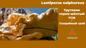 Трутовик -серно-жёлтый. Съедобный гриб. (лат. Laetiporus sulphureus)