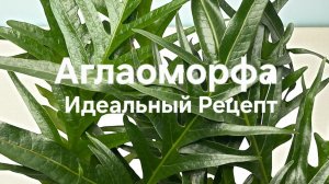 Папоротник Аглаоморфа Идеальный Рецепт