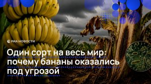 Один сорт на весь мир: почему бананы оказались под угрозой