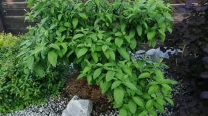Сад с декоративно-цветущими кустарниками! Рассказываю про каждый! 🌳