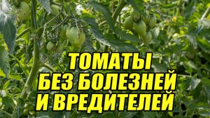Защита томатов в теплице: что работает, а что — нет (и ошибки, которых нужно избегать)