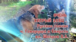 ОЧЕНЬ ХИТРЫЙ ЗАЯЦ . РГ ч. Говоруша и Свирель вл. Шатров В.А.#охота #топ #hunting