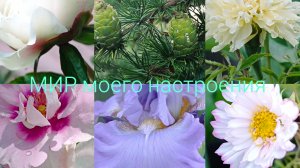 14.06.26Дача.Роза Айс Фо Ю.Распустился Ирис.Впереди отпуск.