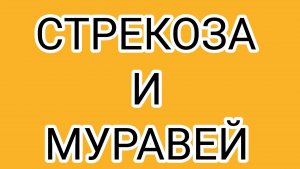 Тараканий марш у ВОЛОГЖАНКИ