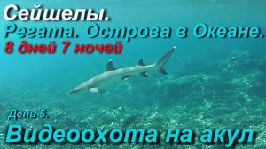 Сейшельская регата. Видеоохота на акул. (День 5)
