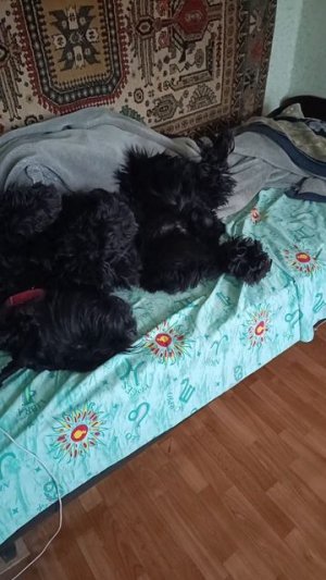 Video.Guru_20250321_231615908
