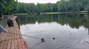 Осётр клюёт с разной дистанции. Клёвое место, Лосиный остров, нижний водоём.