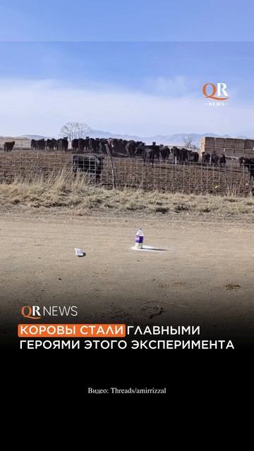стадный эффект смотреть онлайн