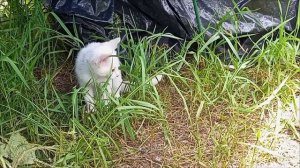 Принц в цыплятнике