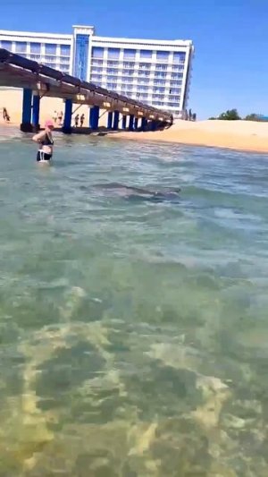 Большой привет от Дельфина
