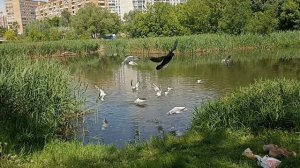 Агата-фея кормит птиц! ♀️🦆 Волшебная прогулка в парке | Привет, меня зовут Агата