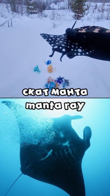 Дети учат Морских Обитателей: морж морская звезда скат манта каракатица #ранееразвитие #shortskids смотреть онлайн