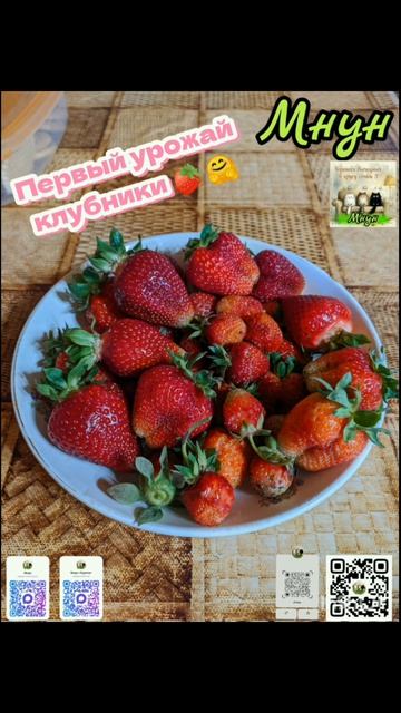 Первый урожай клубники 🍓 🤗