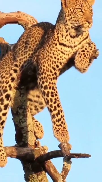 В сети завирусилось видео из кенийского заповедника, далее см 👀 в описании ☺️😊☺️😊☺️😊☺️😊☺️ смотреть онлайн
