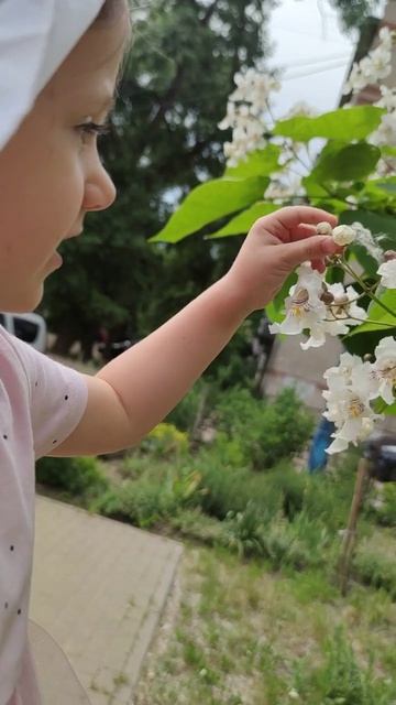 Полина и дерево счастья катальпа смотреть онлайн
