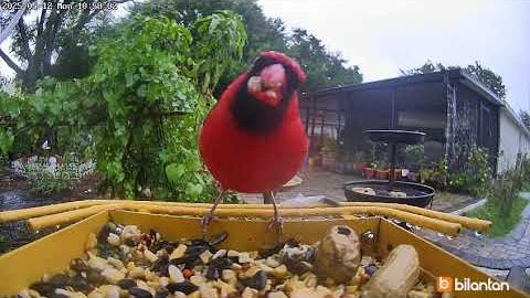 всего хорошего #birds#bird #cutbirds #beautifulbirds #birdvideo #birdlover #birdslovers смотреть онлайн