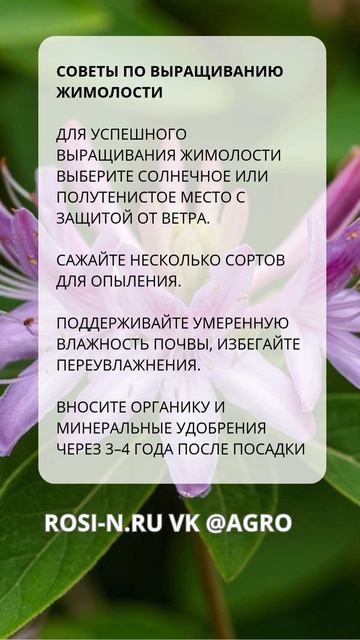 Советы по выращиванию жимолости смотреть онлайн