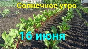 Выполняю требование жены прямо с утра