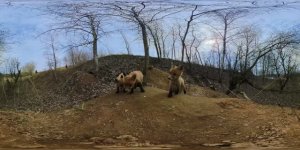 Анонс Животный мир России. Часть 1. VR 360°
