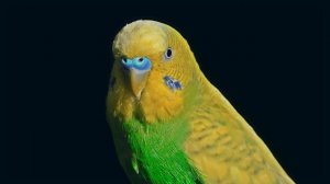 Most Amazing Bird Collection _ 8K ULTRA HD 60FPS 8K TV