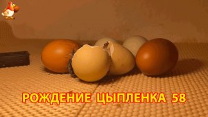 Вылупление цыпленка из яйца в инкубаторе версия 58