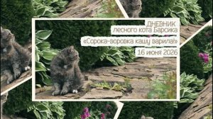 ДНЕВНИК лесного кота Барсика «Сорока-воровка кашу варила, деток кормила!» - 16.06.2026