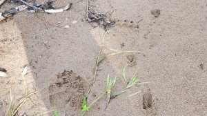 КУДА ДЕЛАСЬ РЫБА? ЛОВЛЮ ХАРИУСА НА МАЛЕНЬКОЙ РЕЧКЕ.