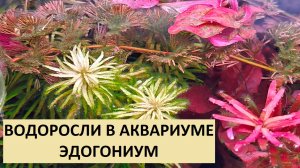 Водоросли в аквариуме, опять эдогониум