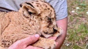 Несмотря на прогресс у Куклы всё-равно СУДОРОГОЙ СВОДИТ ЛАПКИ, едем домой, как обычно делать массаж!