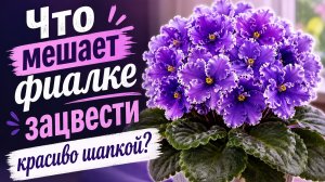 Что мешает фиалке зацвести шапкой?